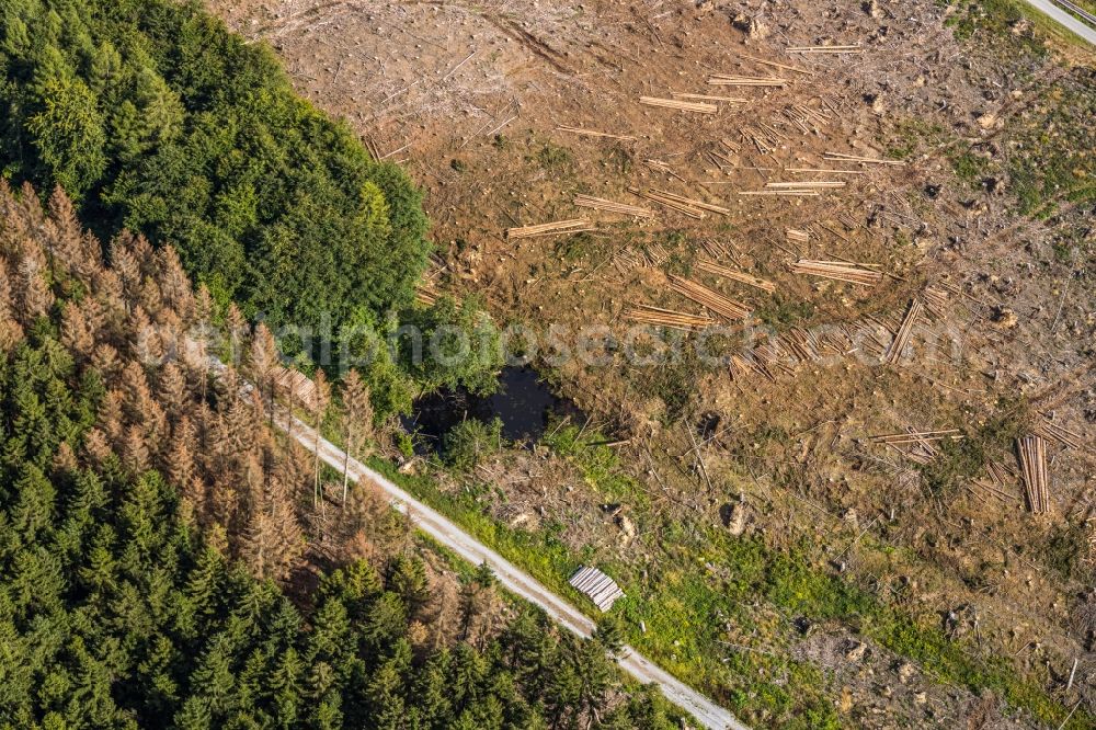 Hemmecker Bruch from above - Tree dying and forest dying with skeletons of dead trees in the remnants of a forest area in Hemmecker Bruch in the state North Rhine-Westphalia, Germany