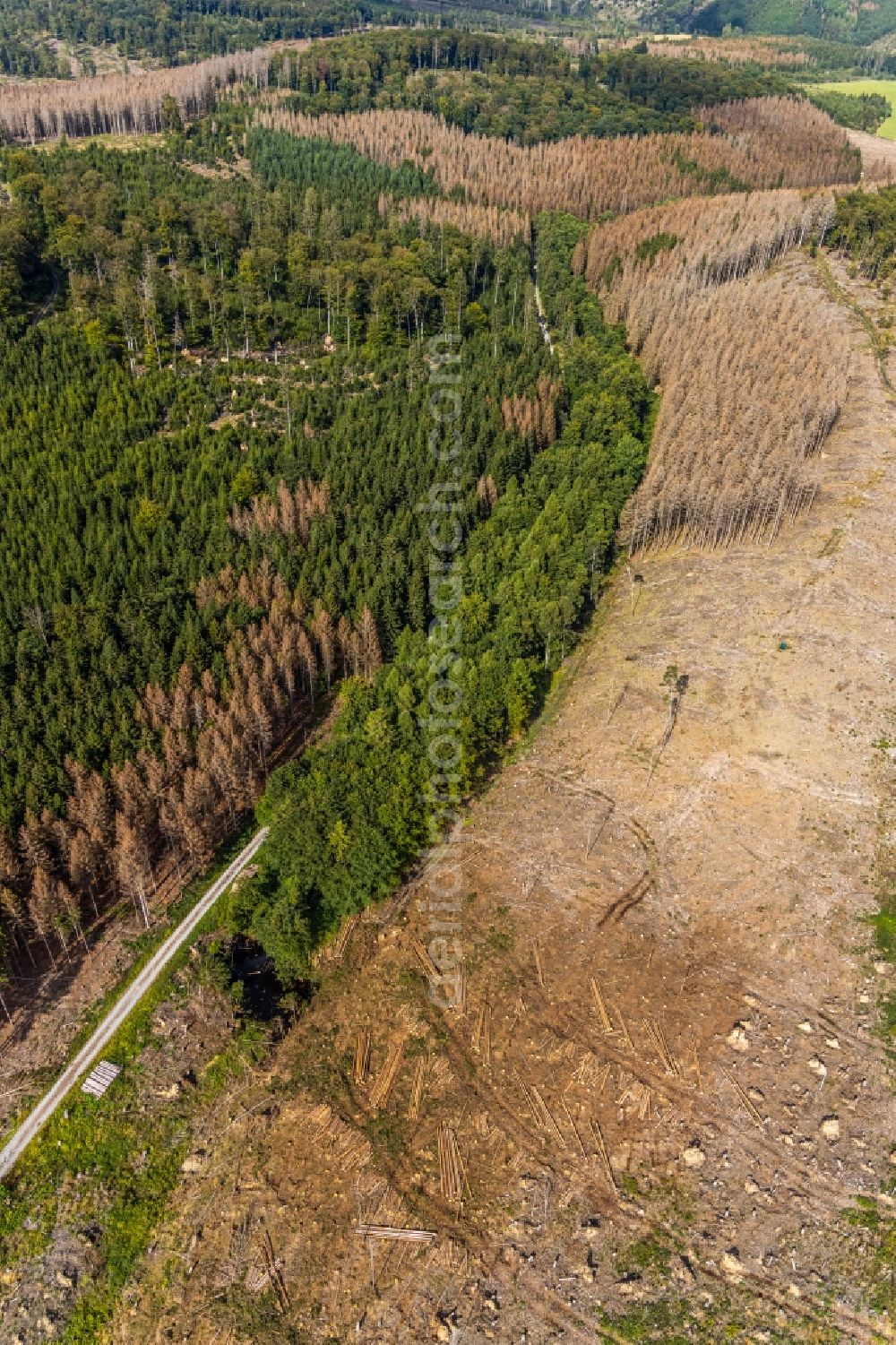 Aerial image Hemmecker Bruch - Tree dying and forest dying with skeletons of dead trees in the remnants of a forest area in Hemmecker Bruch in the state North Rhine-Westphalia, Germany