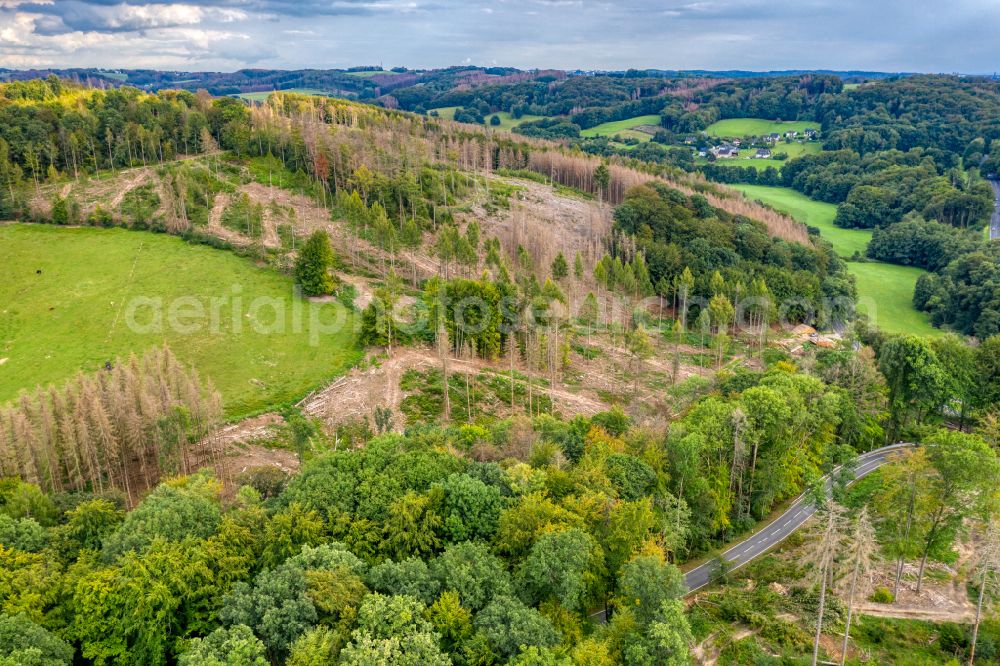 Odenthal from the bird's eye view: tree dying and forest dying with skeletons of dead trees in the remnants of a forest area in the district Voiswinkel in Odenthal in the state North Rhine-Westphalia, Germany