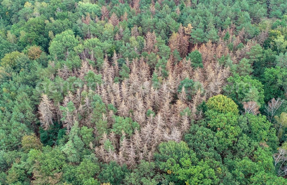 Aerial photograph Sieversdorf - Tree dying and forest dying with skeletons of dead trees in the remnants of a forest area in Sieversdorf in the state Brandenburg, Germany