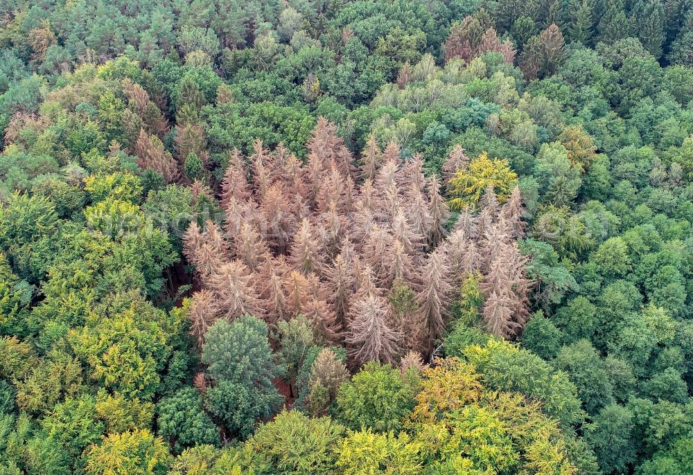 Sieversdorf from above - Tree dying and forest dying with skeletons of dead trees in the remnants of a forest area in Sieversdorf in the state Brandenburg, Germany