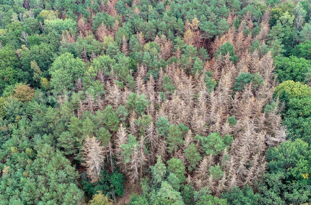 Aerial photograph Sieversdorf - Tree dying and forest dying with skeletons of dead trees in the remnants of a forest area in Sieversdorf in the state Brandenburg, Germany