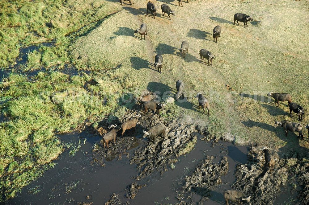 Masarwa from above - Blick auf eine Herde afrikanischer Büffel (oder Kaffernbüffel) im Okavangodelta. Der Büffel ist eine in Afrika weit verbreitete Rinderart. View of a herd of African buffalo (or Cape buffalo) in the Okavango Delta.