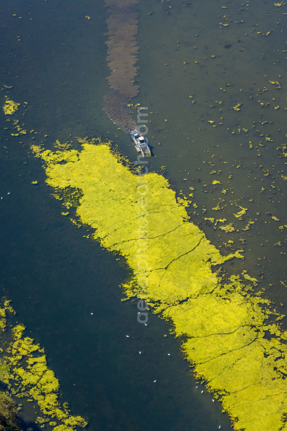 Herbede from above - Ship - special ship in motion to salvage Elodea blue-green algae on the Kemnader See in Herbede in the Ruhr area in the state of North Rhine-Westphalia, Germany