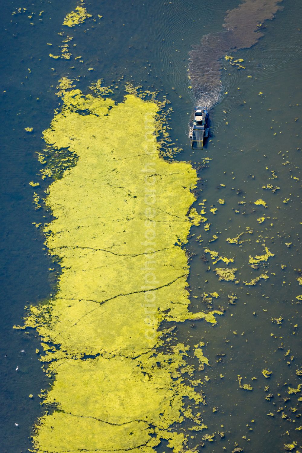 Herbede from the bird's eye view: Ship - special ship in motion to salvage Elodea blue-green algae on the Kemnader See in Herbede in the Ruhr area in the state of North Rhine-Westphalia, Germany