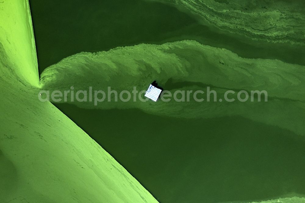 Aerial photograph Wittenborn - Green layer of algae on the water surface Moezener See in Wittenborn in the state Schleswig-Holstein, Germany