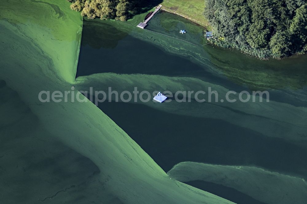 Wittenborn from the bird's eye view: Green layer of algae on the water surface Moezener See in Wittenborn in the state Schleswig-Holstein, Germany