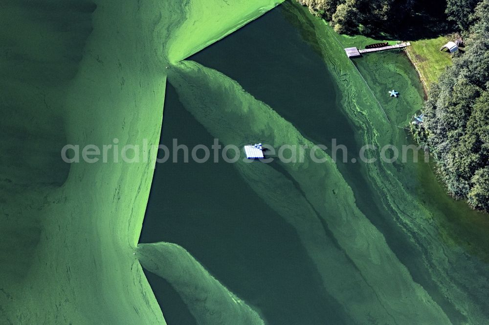 Aerial image Wittenborn - Green layer of algae on the water surface Moezener See in Wittenborn in the state Schleswig-Holstein, Germany