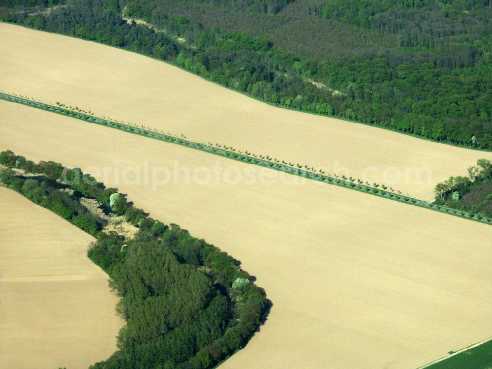 Kropstädt from above - Blick auf eine Allee zwischen Roggenfeldern im märkischen Kropstädt