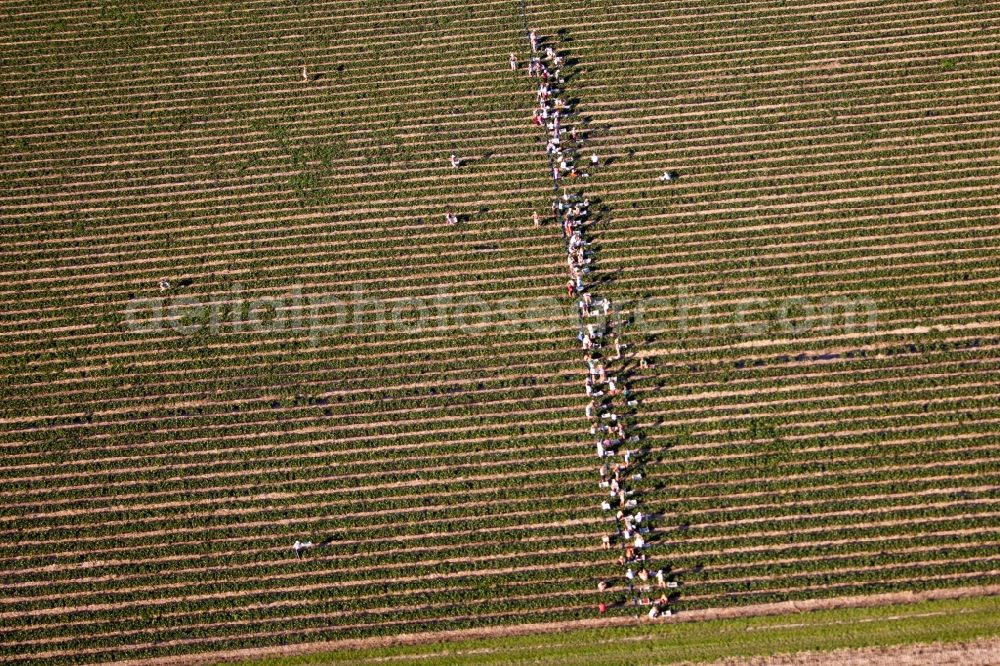 Jülich from the bird's eye view: Working on a strawberry plantation with harvesters on agricultural field rows in Juelich in the state North Rhine-Westphalia