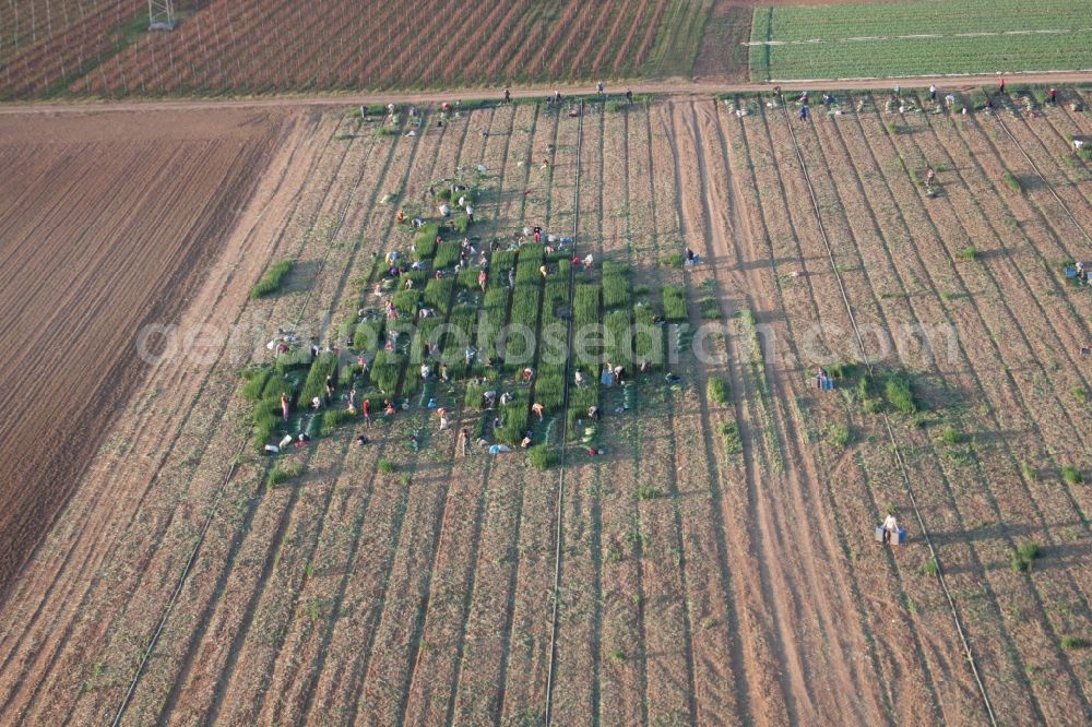 Essingen from the bird's eye view: Working to the harvesting of lettuce with harvesters on agricultural field rows in Essingen in the state Rhineland-Palatinate