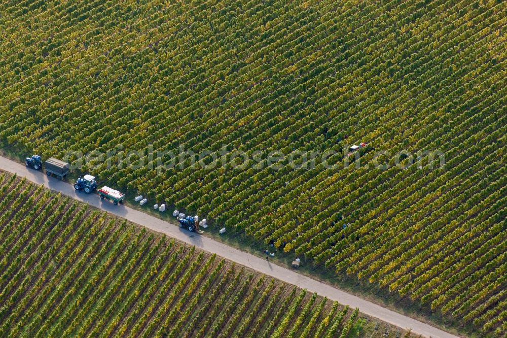 Aerial photograph Ruppertsberg - Workiing with harvesters on wie yaard rows in Ruppertsberg in the state Rhineland-Palatinate, Germany