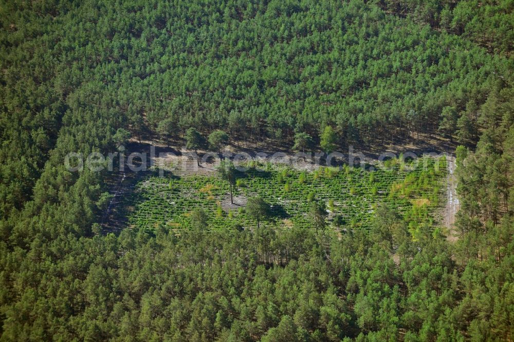 Birkholz from above - Wooded area near Birkholz in Brandenburg