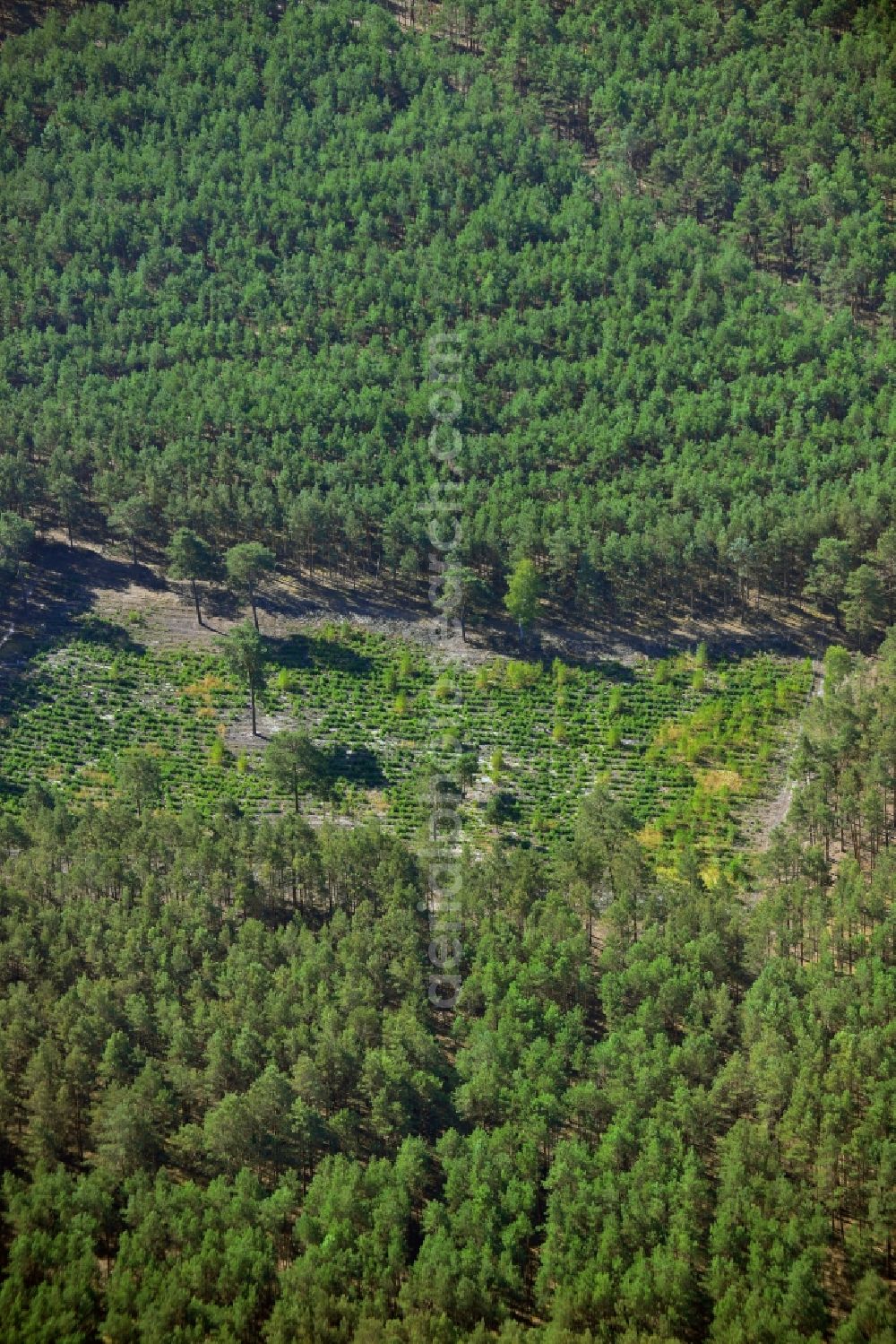 Birkholz from the bird's eye view: Wooded area near Birkholz in Brandenburg