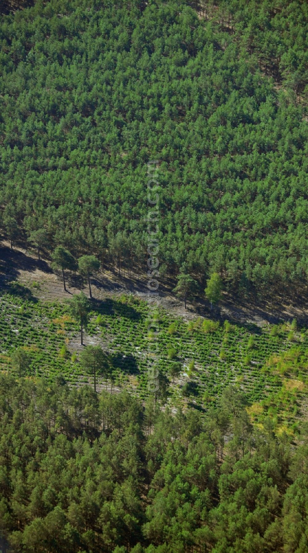 Aerial image Birkholz - Wooded area near Birkholz in Brandenburg