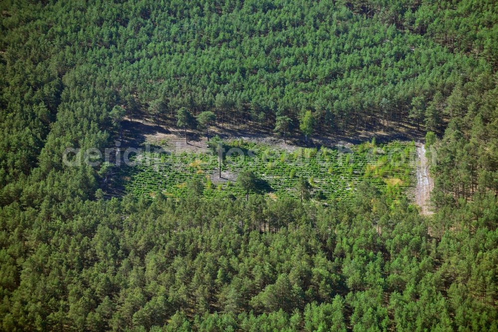 Aerial photograph Birkholz - Wooded area near Birkholz in Brandenburg