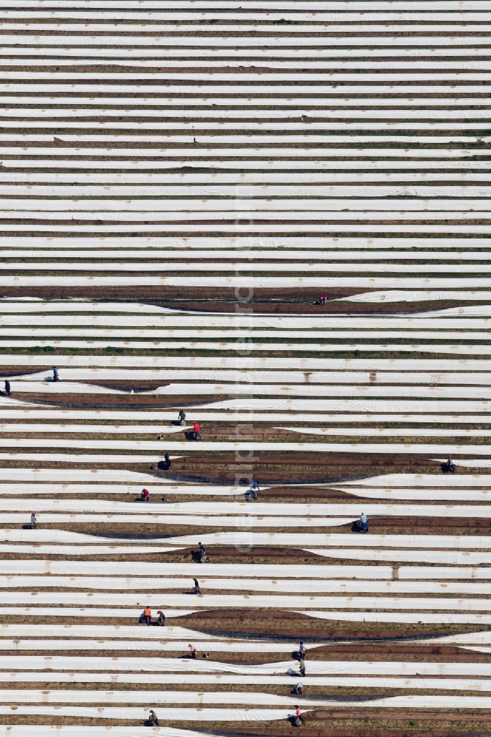 Müllheim from the bird's eye view: Rows with asparagus growing on field surfaces at the Bruehlhof in Muellheim in the state Baden-Wurttemberg, Germany