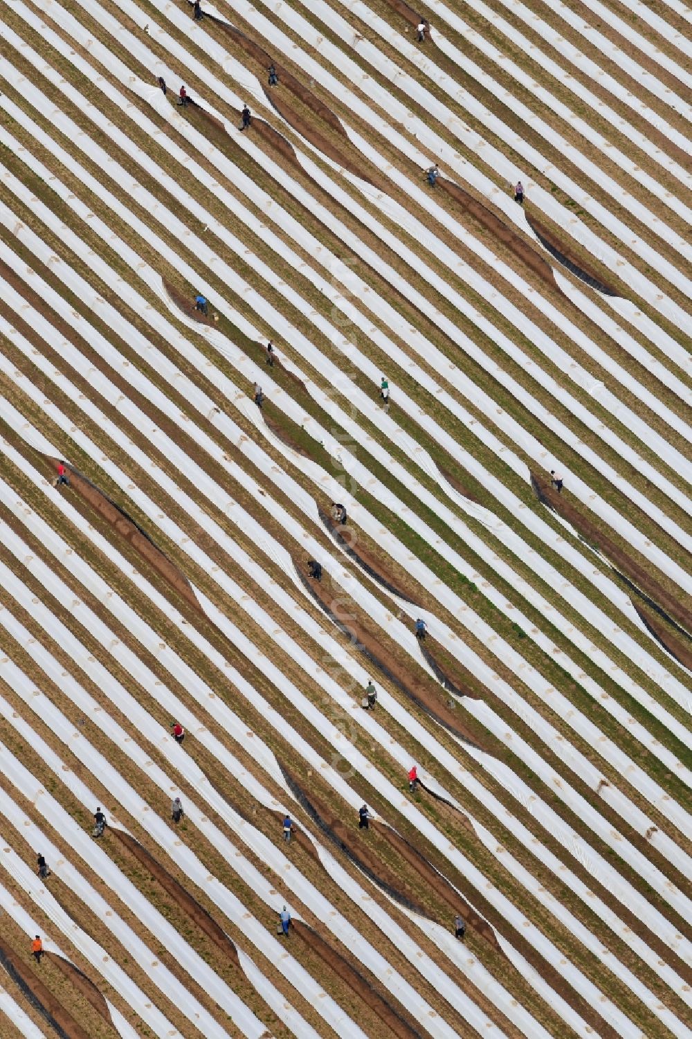 Aerial photograph Müllheim - Rows with asparagus growing on field surfaces at the Bruehlhof in Muellheim in the state Baden-Wurttemberg, Germany