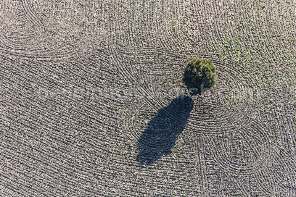 Wurmsham from the bird's eye view: Tree in a field near Seifriedswoerth in Wurmsham in Bavaria