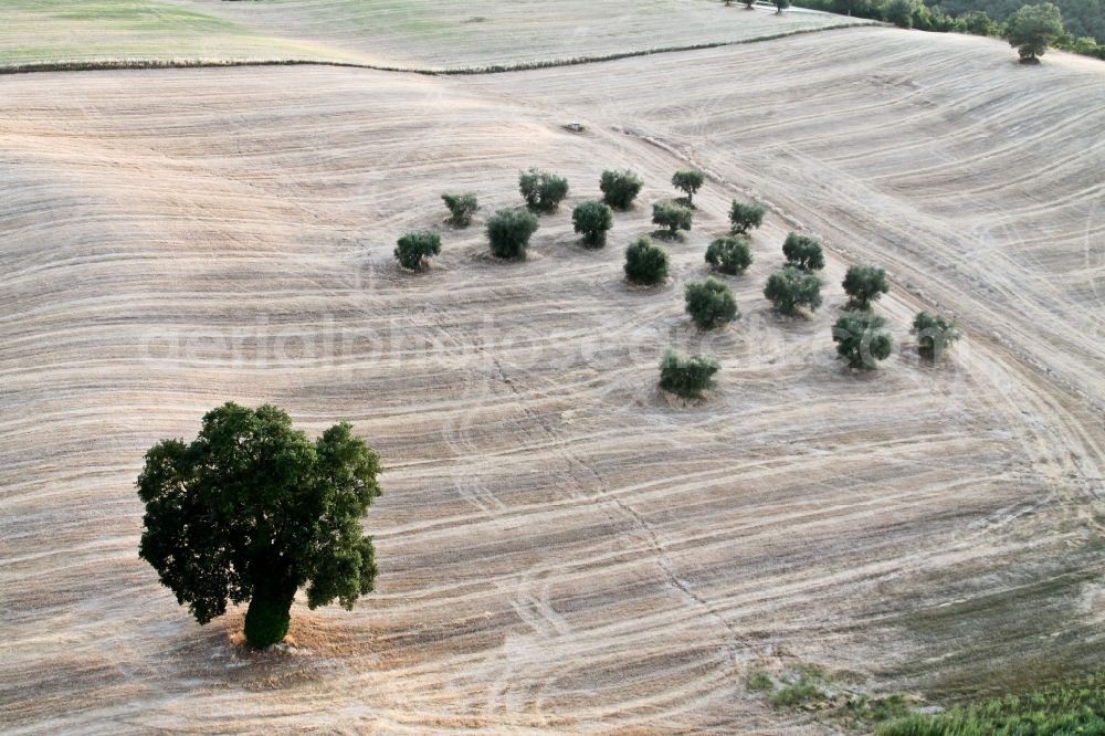 Aerial image Isona di Fano - Trees in a field in Marche, Italy