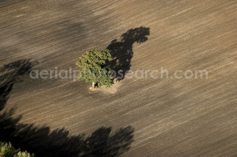 Aerial image Oeversee - A tree on a field in Oeversee in the state of Schleswig-Holstein. Long shadows on abgeerntetem field