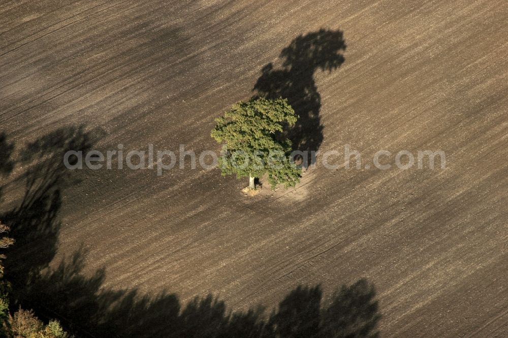 Aerial photograph Oeversee - A tree on a field in Oeversee in the state of Schleswig-Holstein. Long shadows on abgeerntetem field