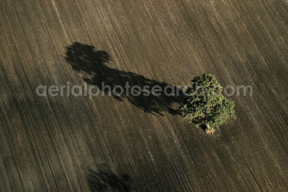 Oeversee from above - A tree on a field in Oeversee in the state of Schleswig-Holstein. Long shadows on abgeerntetem field