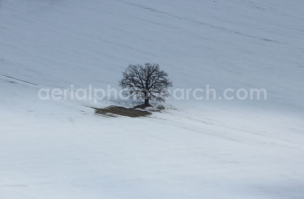 Rehfelde from above - Wintry snowy trees in a field in the district Rehfelde-Dorf in Rehfelde in the state Brandenburg