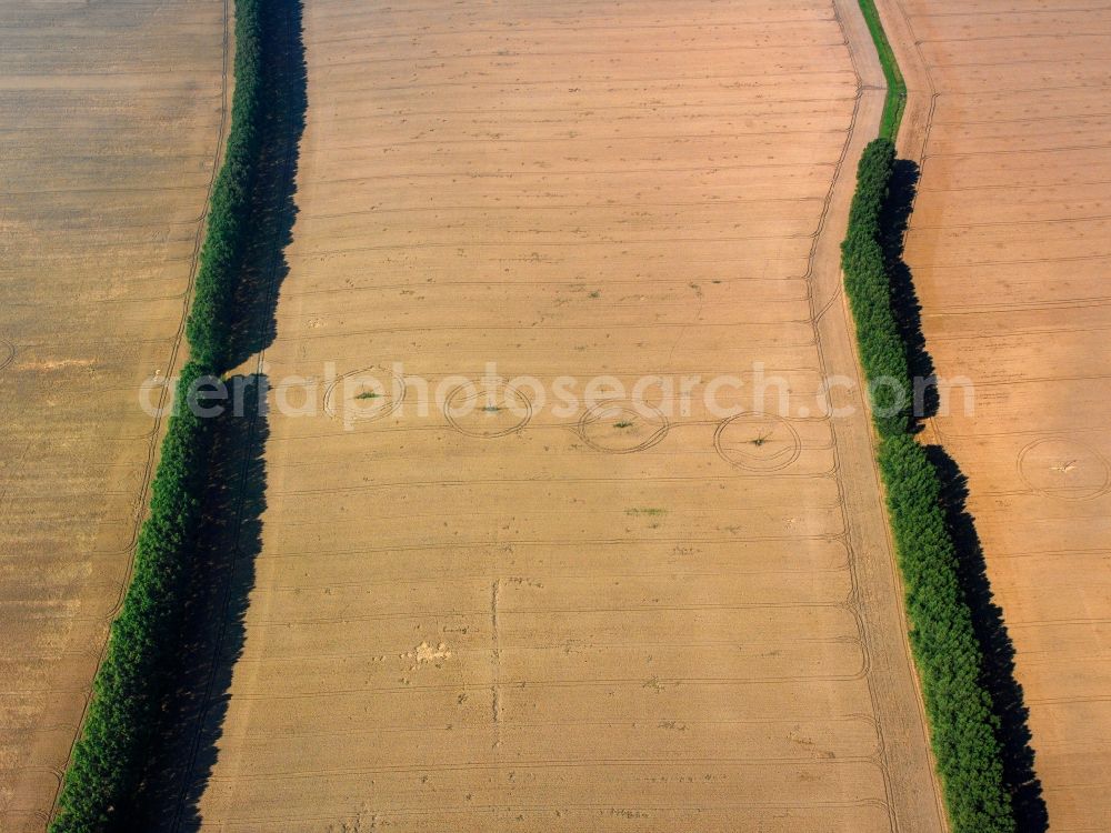 Mühlhausen from the bird's eye view: View of tree and field structures near Muehlhausen in the state Thuringia