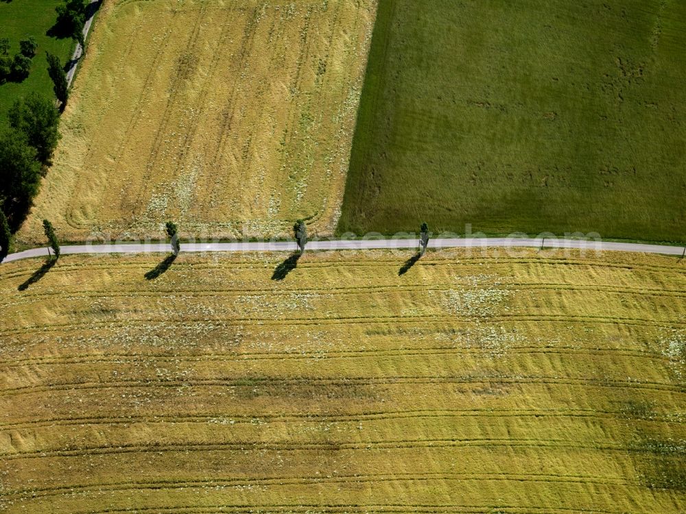 Ühlingen-Birkendorf OT Riedern from the bird's eye view: View of tree and field structures near Riedern am Wald in the state Baden-Wuerttemberg