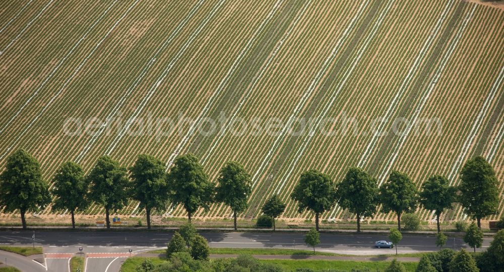 Bottrop from above - View of tree and field structures in Bottrop in the state North Rhine-Westphalia