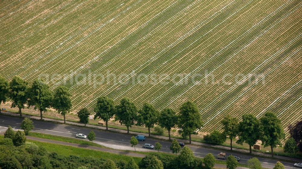 Bottrop from the bird's eye view: View of tree and field structures in Bottrop in the state North Rhine-Westphalia