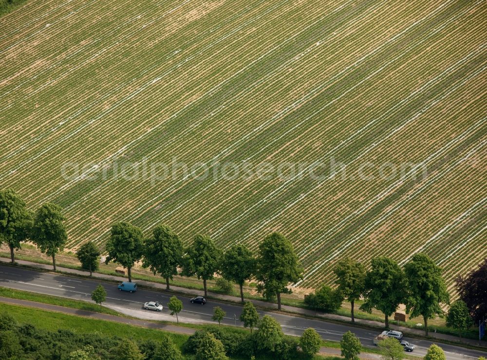 Aerial image Bottrop - View of tree and field structures in Bottrop in the state North Rhine-Westphalia