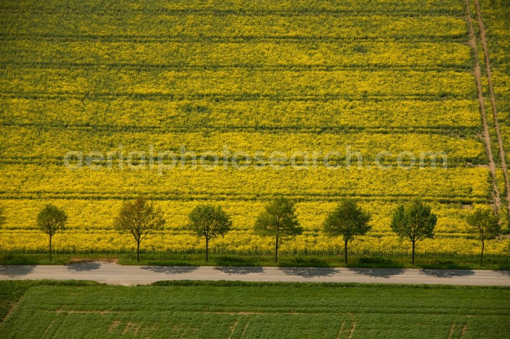 Aerial photograph Drensteinfurt - View of tree and field structures in Drensteinfurt in the state of North Rhine-Westphalia