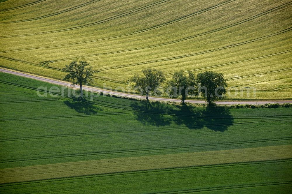 Aerial image Welver - View of tree and field structures in Welver in the state of North Rhine-Westphalia