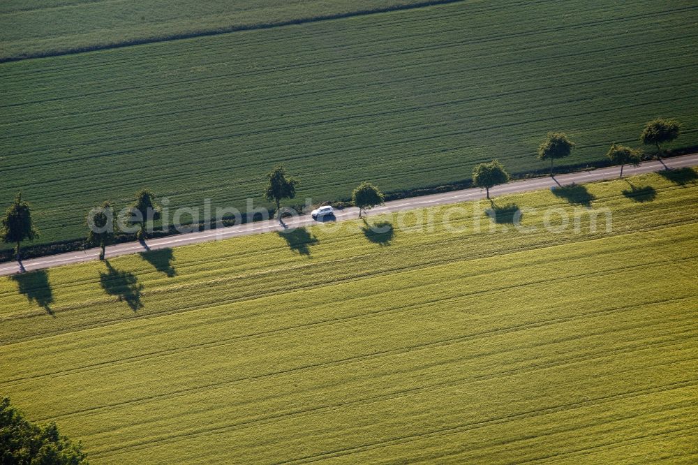 Welver from above - View of tree and field structures in Welver in the state of North Rhine-Westphalia