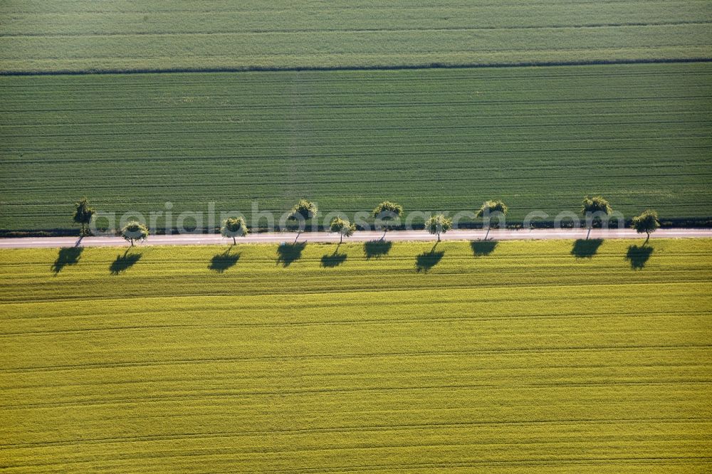 Welver from the bird's eye view: View of tree and field structures in Welver in the state of North Rhine-Westphalia