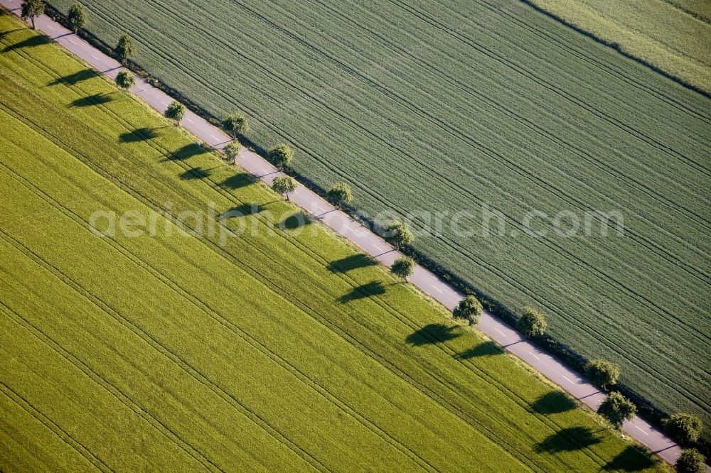 Aerial image Welver - View of tree and field structures in Welver in the state of North Rhine-Westphalia