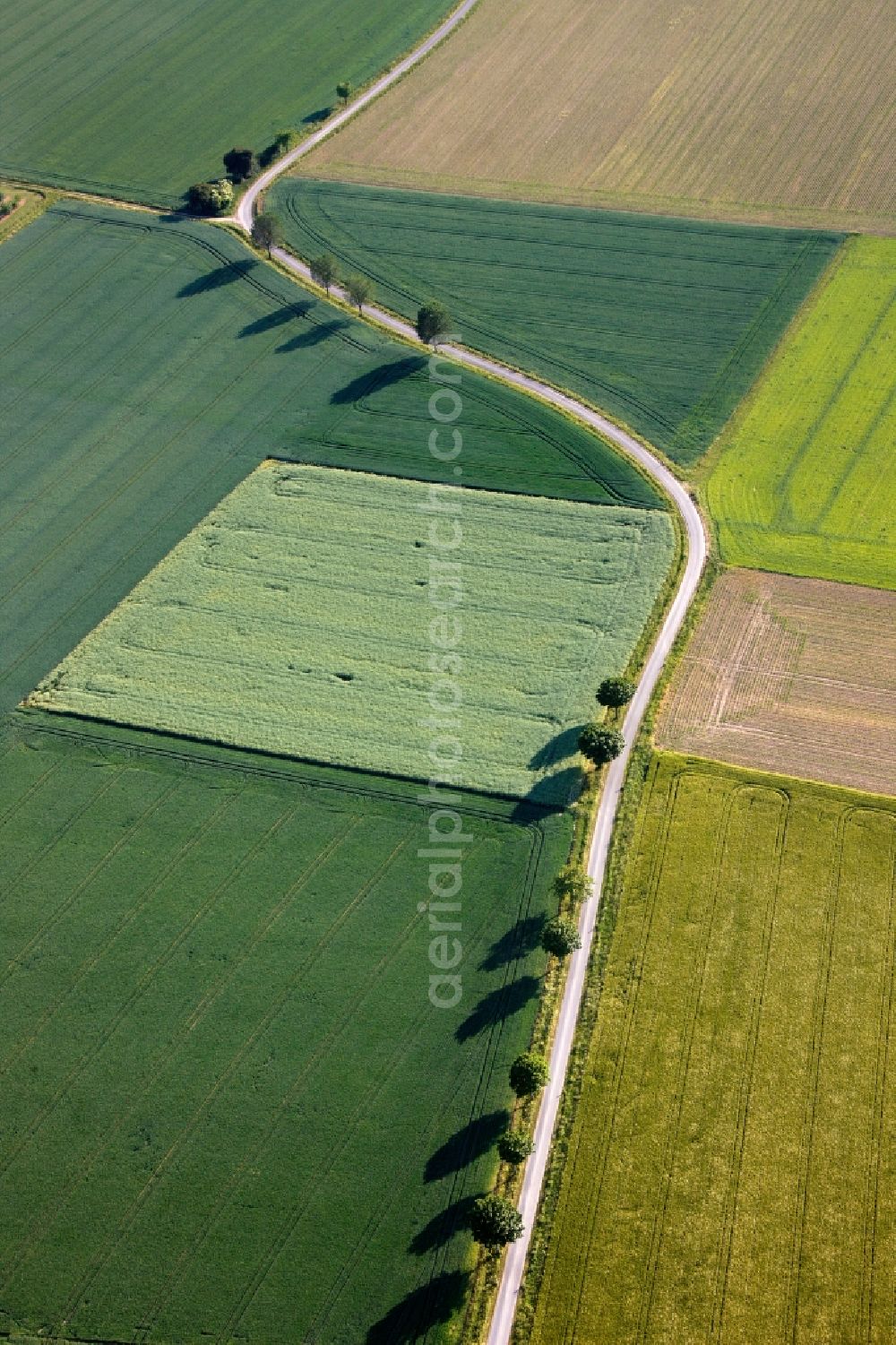 Welver from the bird's eye view: View of tree and field structures in Welver in the state of North Rhine-Westphalia