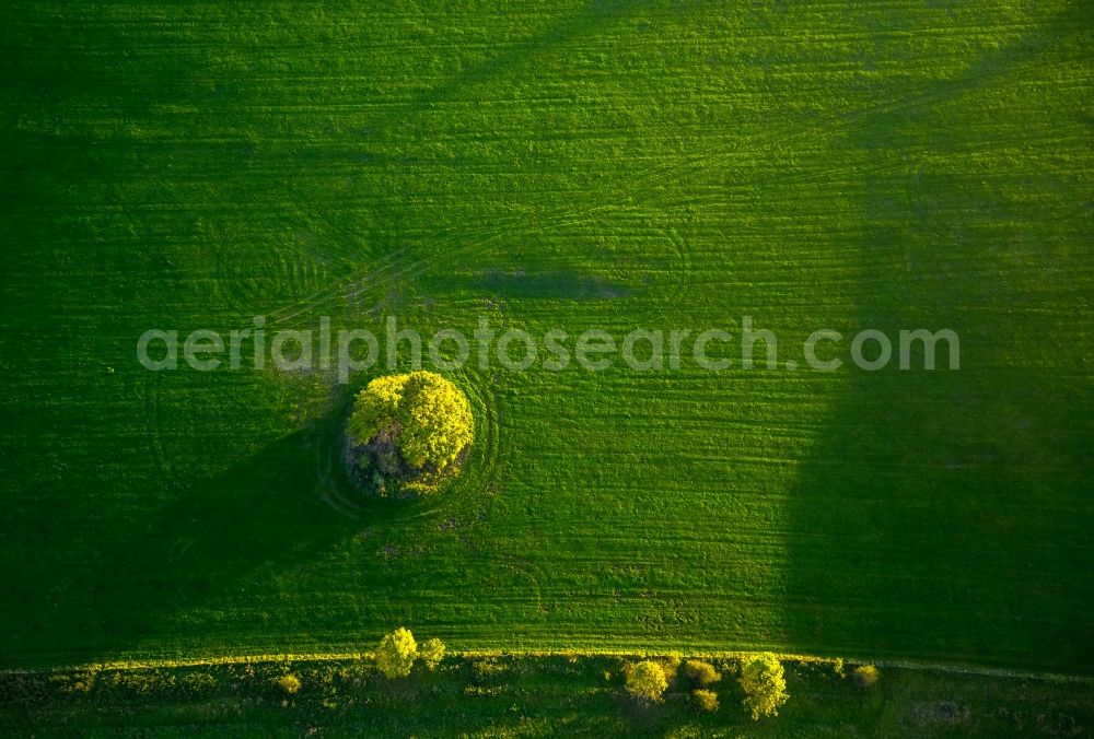 Aerial image Arnsberg - Island of trees in a field in Arnsberg in the state North Rhine-Westphalia