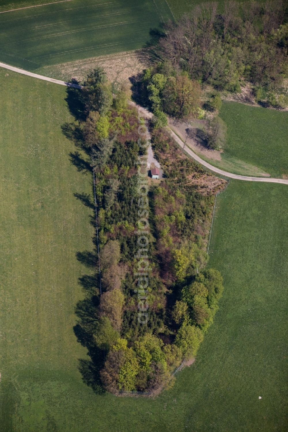 Bad Aibling from the bird's eye view: Island of trees in a field in Bad Aibling in the state Bavaria, Germany