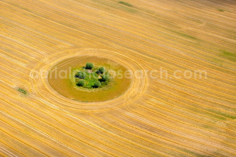 Basedow from the bird's eye view: Island of trees in a field in Basedow in the state Mecklenburg - Western Pomerania