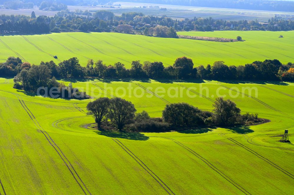 Birkenhöhe from the bird's eye view: Island of trees in a field in Birkenhoehe in the state Brandenburg, Germany