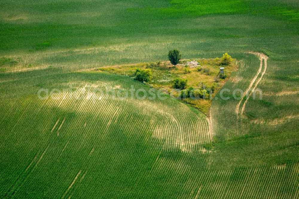 Aerial image Bollewick - Island of trees in a field in Bollewick in the state Mecklenburg - Western Pomerania