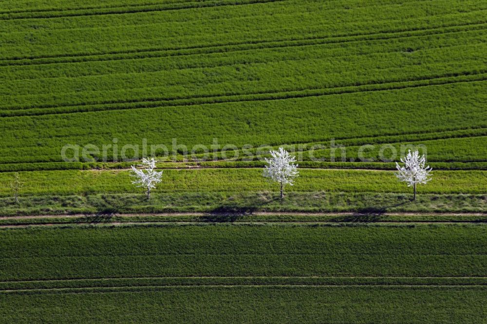 Aerial photograph Buch - Island of trees in a field in Buch in the state Bavaria