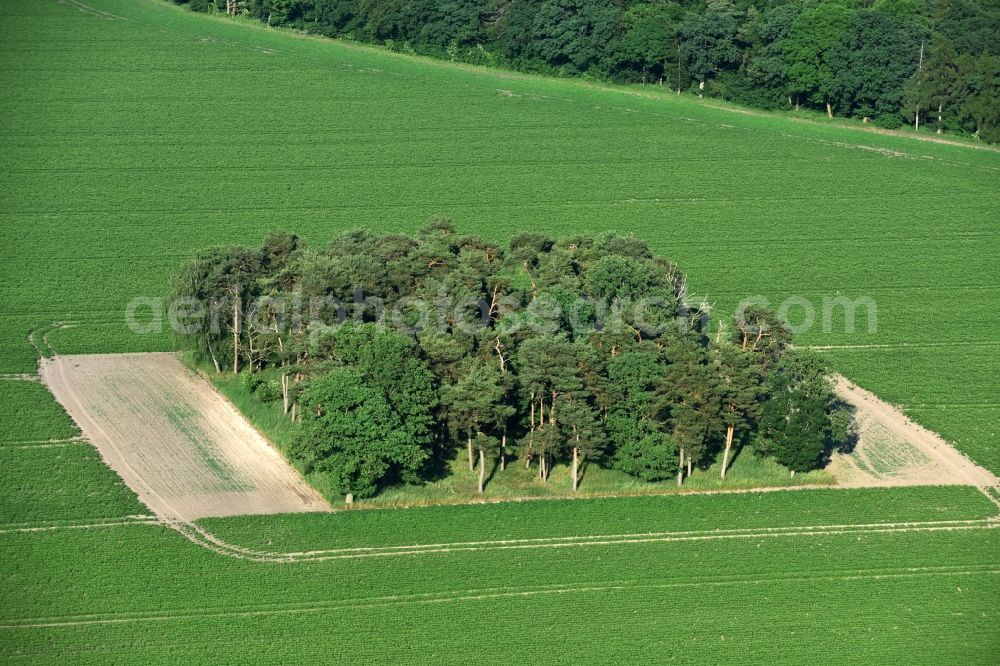 Aerial image Friesack - Island of trees in a field in Friesack in the state Brandenburg