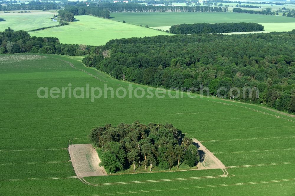 Aerial photograph Friesack - Island of trees in a field in Friesack in the state Brandenburg