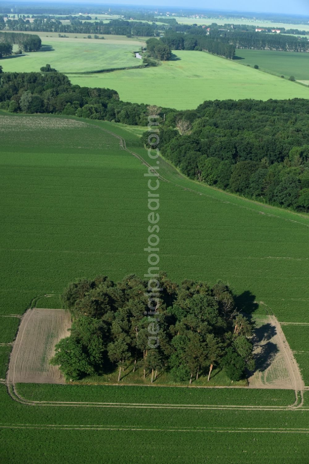 Aerial image Friesack - Island of trees in a field in Friesack in the state Brandenburg