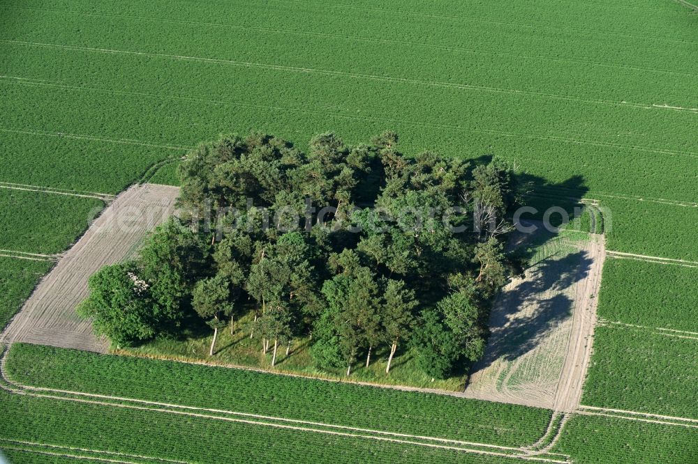 Aerial photograph Friesack - Island of trees in a field in Friesack in the state Brandenburg