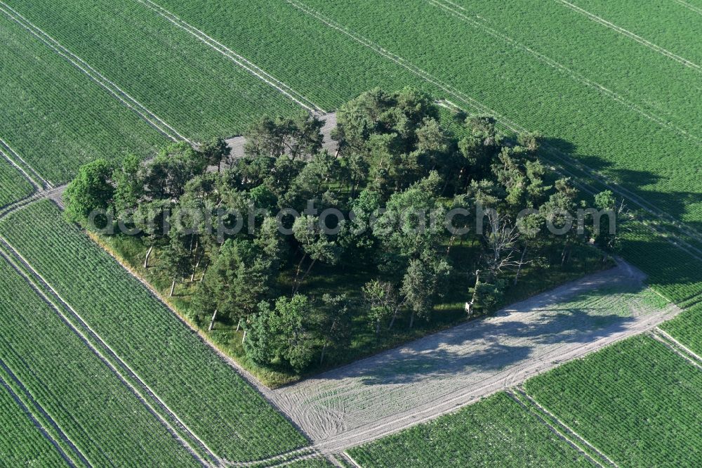 Friesack from above - Island of trees in a field in Friesack in the state Brandenburg